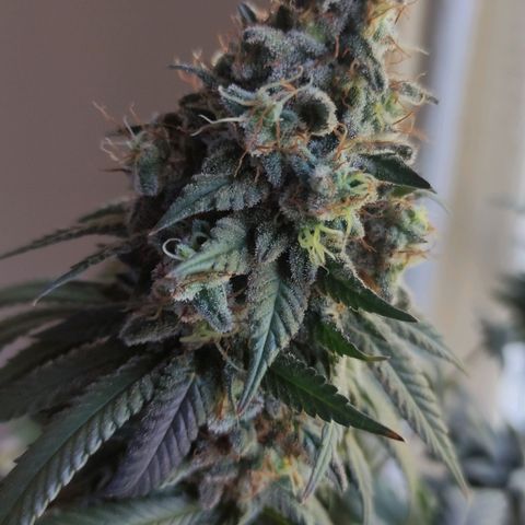 Candy Kush growlog photo: 62 días de flora 