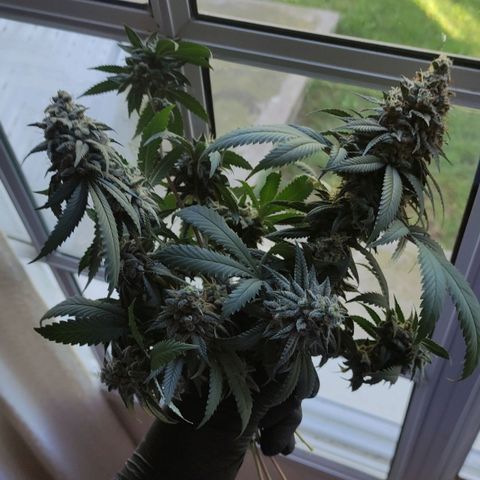 Candy Kush growlog photo: 62 días de flora 