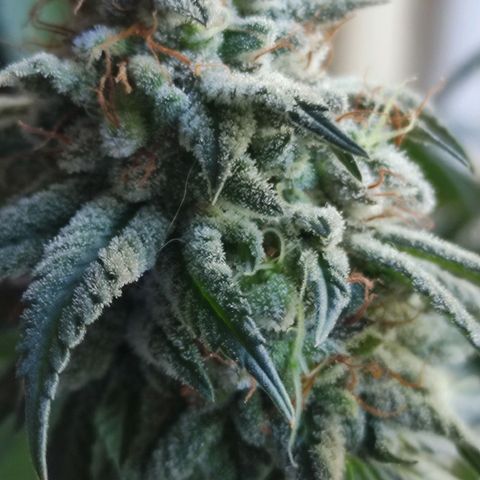 Candy Kush growlog photo: 62 días de flora 