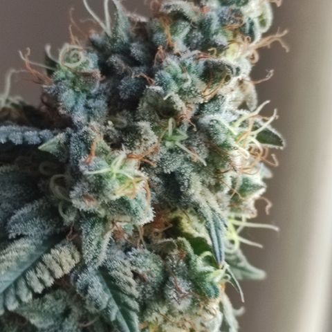 Candy Kush growlog photo: 62 días de flora 
