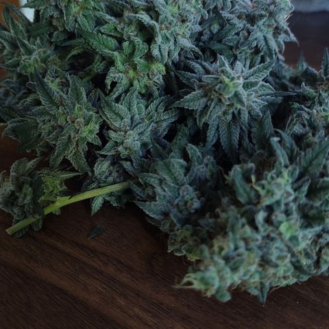 Candy Kush growlog photo: 62 días de flora 