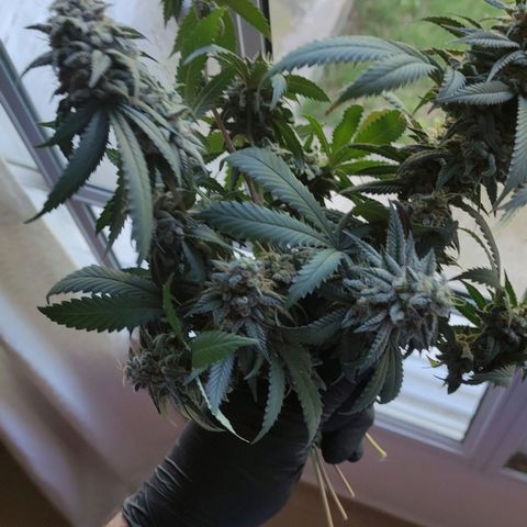 Candy Kush growlog photo: 62 días de flora 