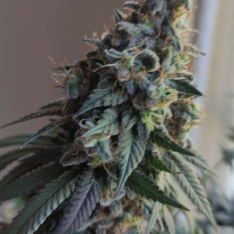Candy Kush growlog photo: 62 días de flora 