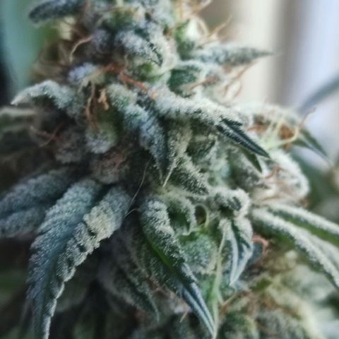 Candy Kush growlog photo: 62 días de flora 