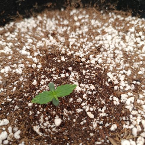 Hulky 2 growlog timeline photo