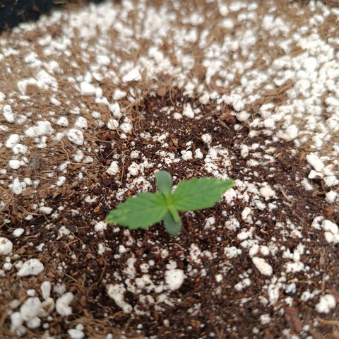 Hulky 2 growlog timeline photo