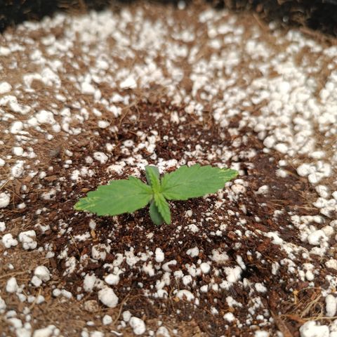Hulky 2 growlog timeline photo