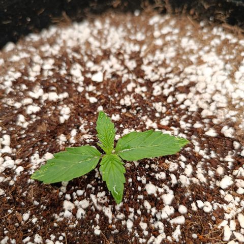 Hulky 2 growlog timeline photo