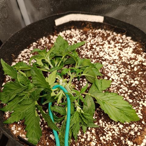 Hulky 2 growlog timeline photo