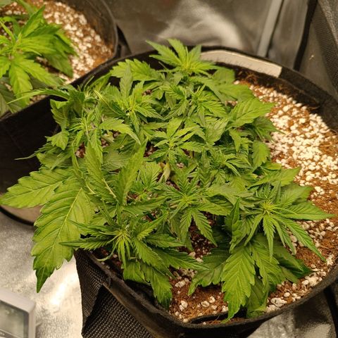 Hulky 2 growlog timeline photo