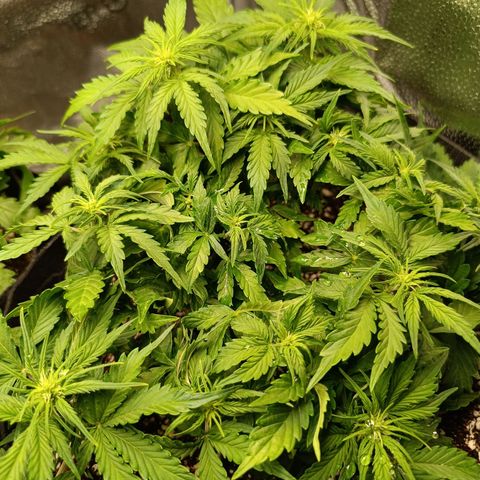 Hulky 2 growlog timeline photo