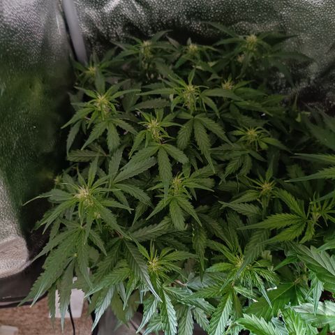 Hulky 2 growlog timeline photo