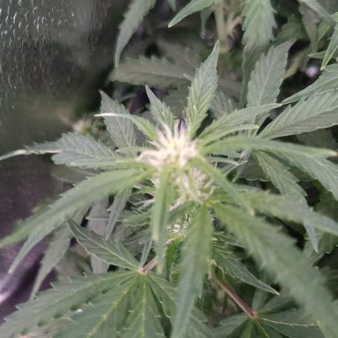 Hulky 2 growlog timeline photo