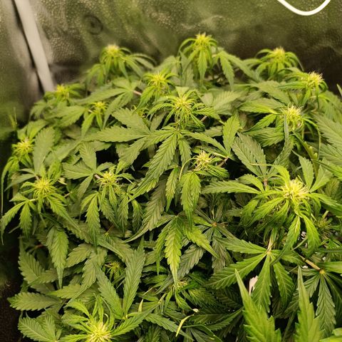 Hulky 2 growlog timeline photo