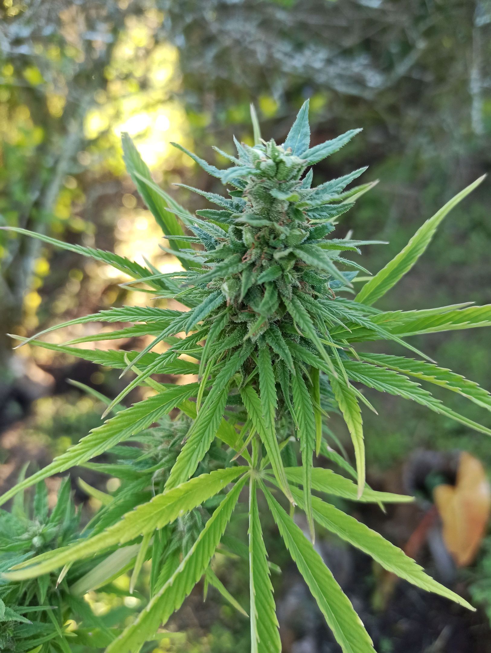 Mango Biche #2 growlog header