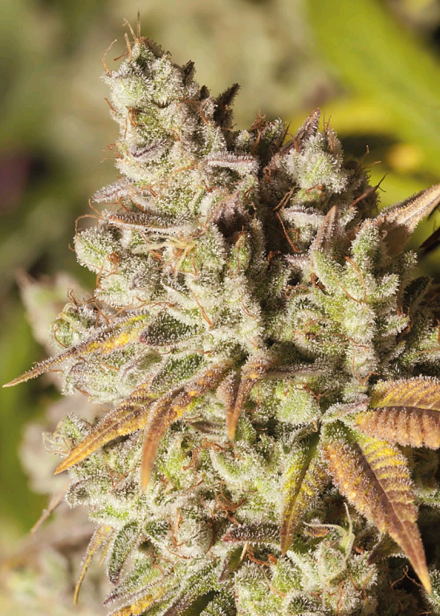 Gorilla Glue growlog header