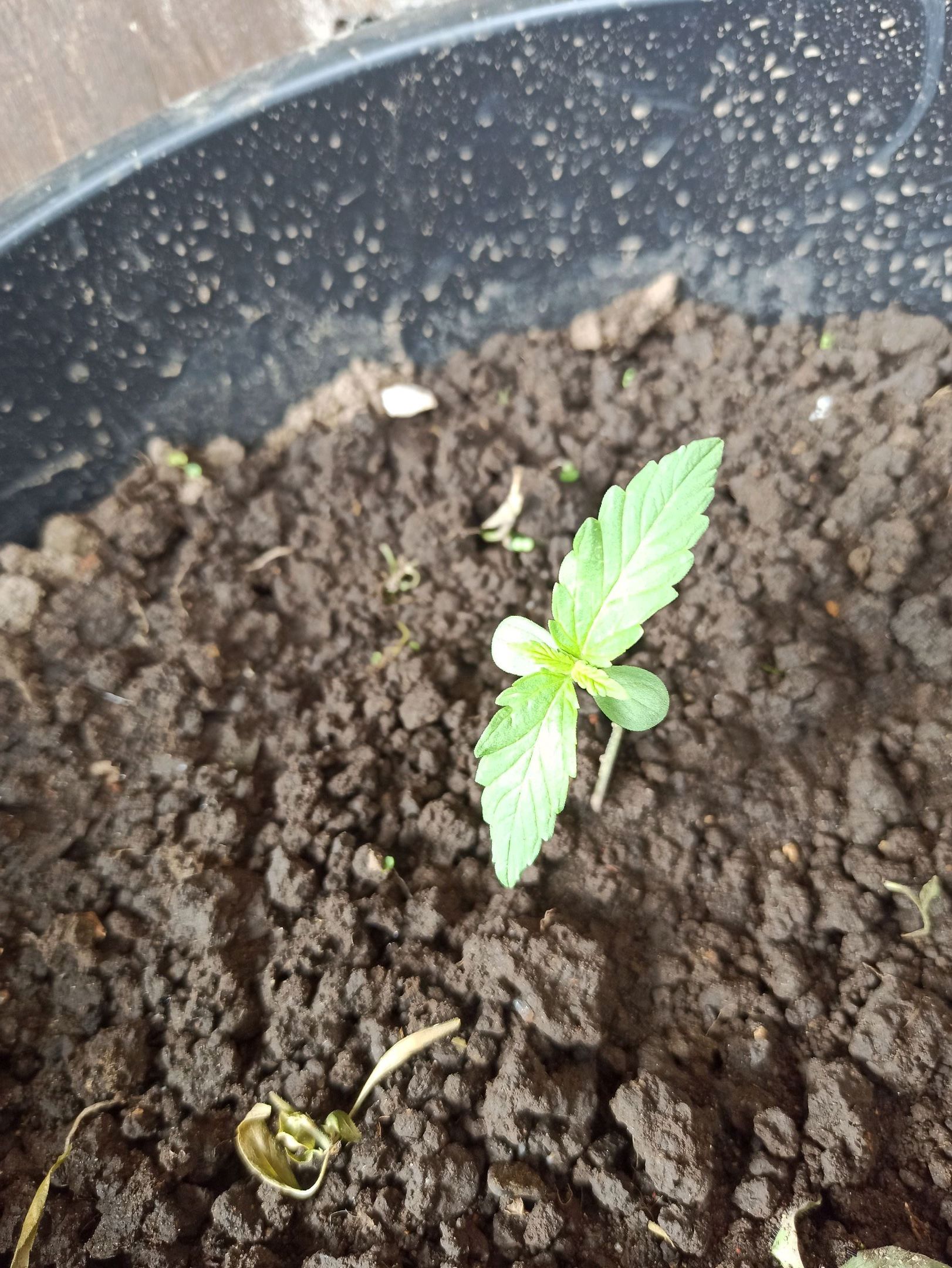 Gorilla Glue growlog photo 6