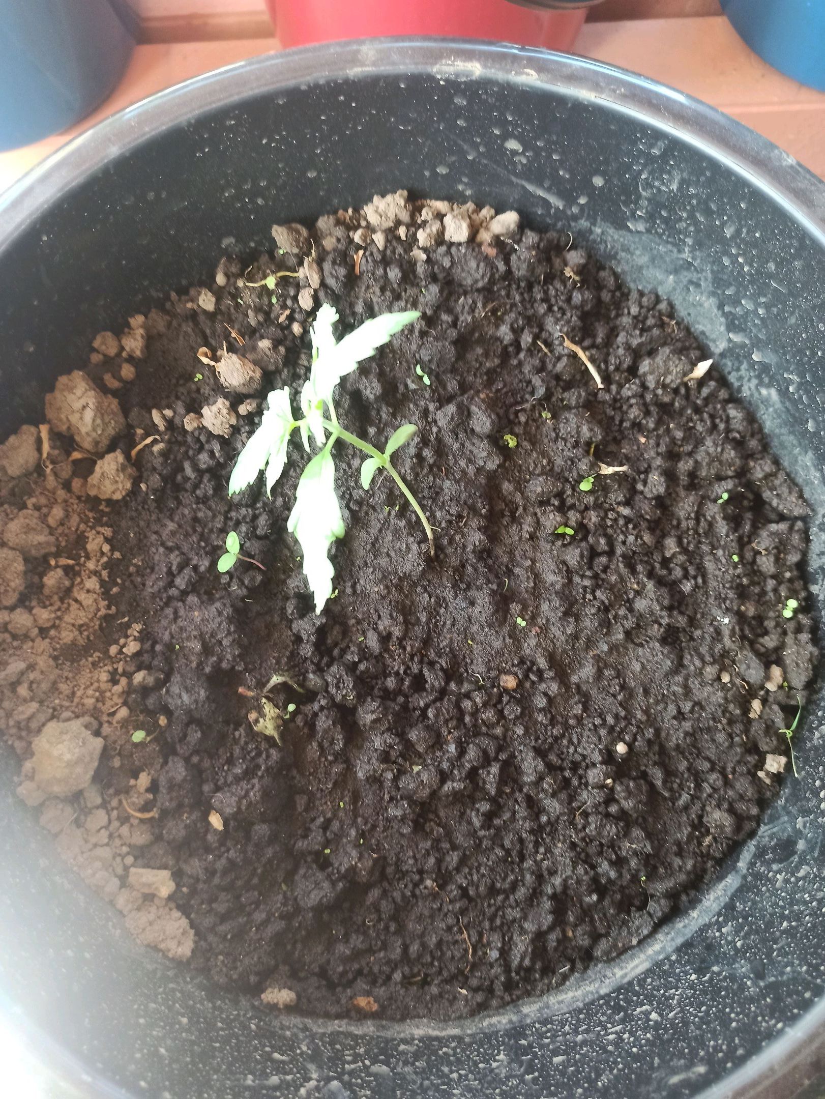 Gorilla Glue growlog photo 8