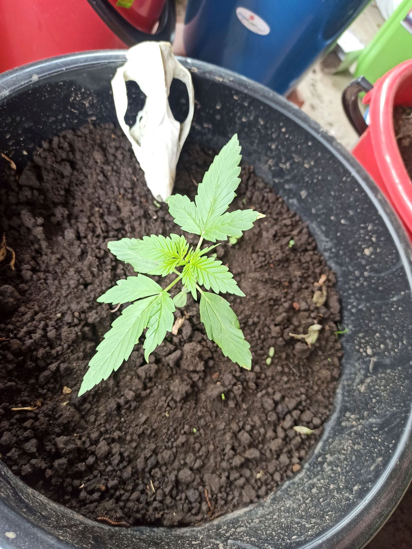 Gorilla Glue growlog photo 9