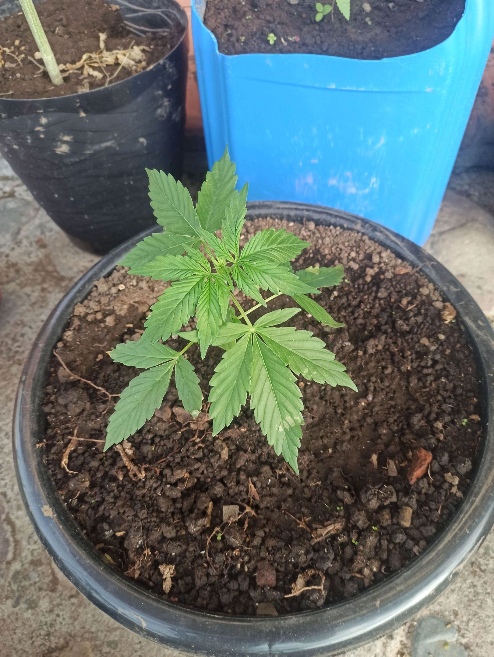 Gorilla Glue growlog photo 10
