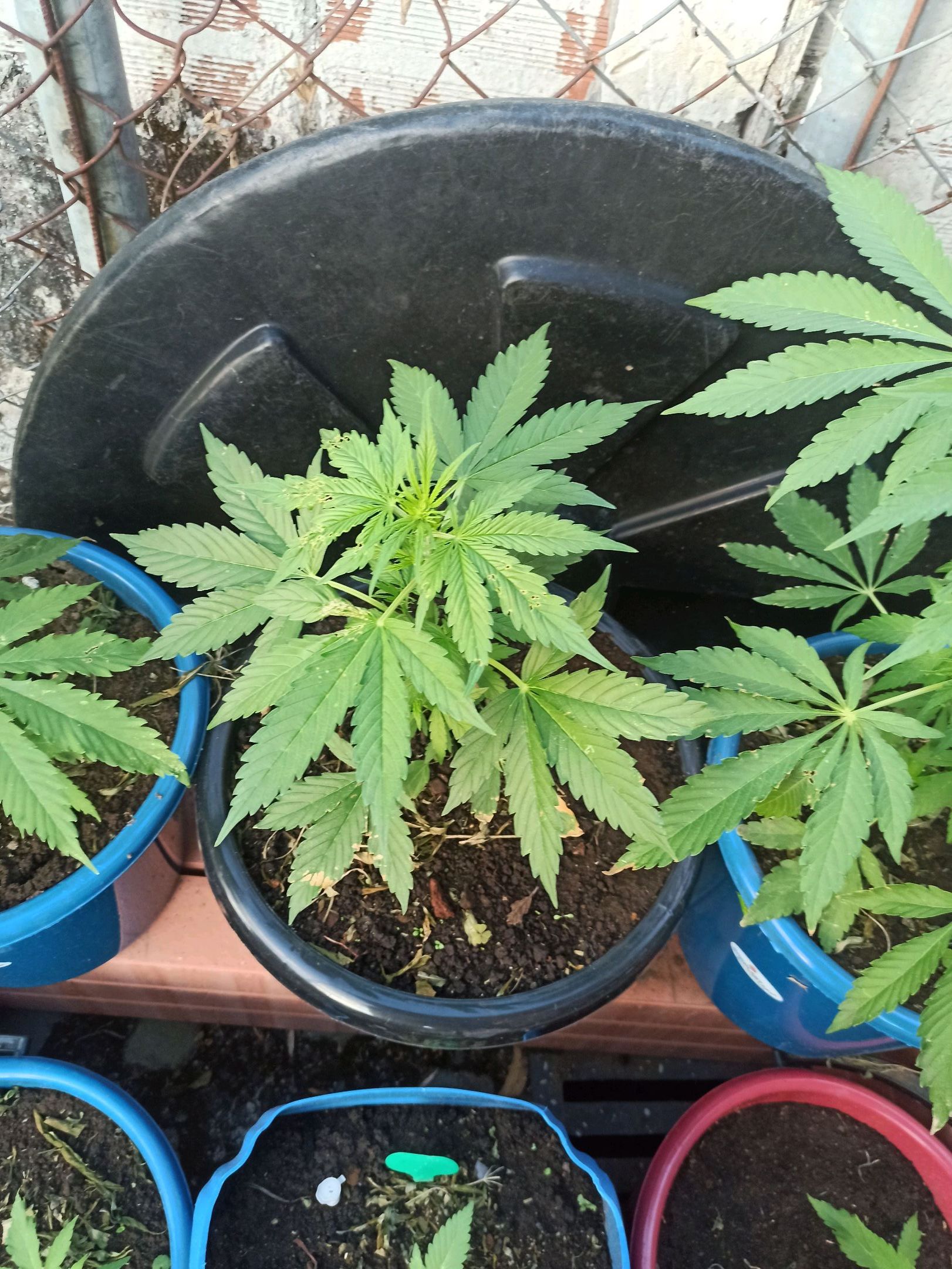 Gorilla Glue growlog photo 11