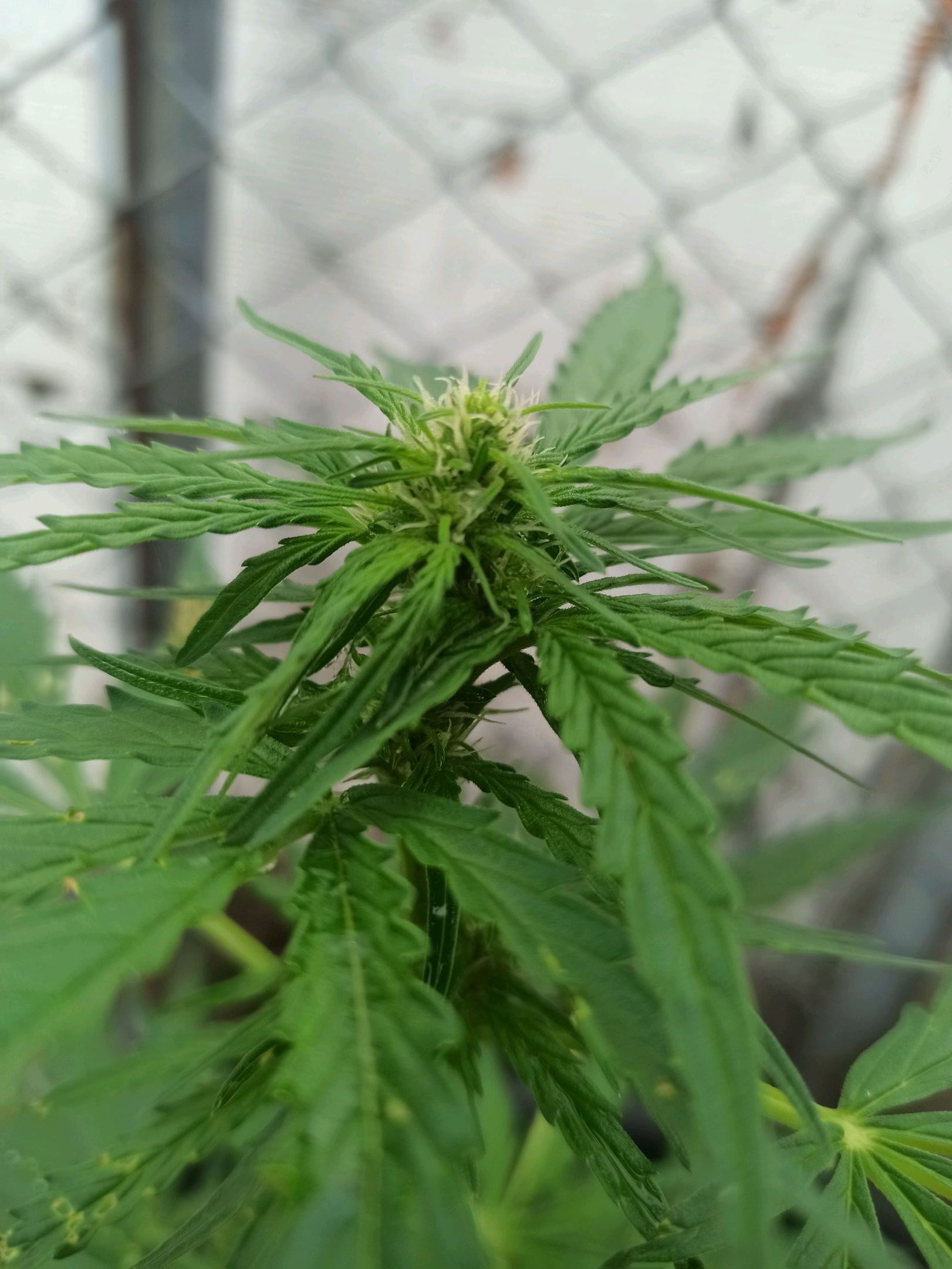 Gorilla Glue growlog photo 12