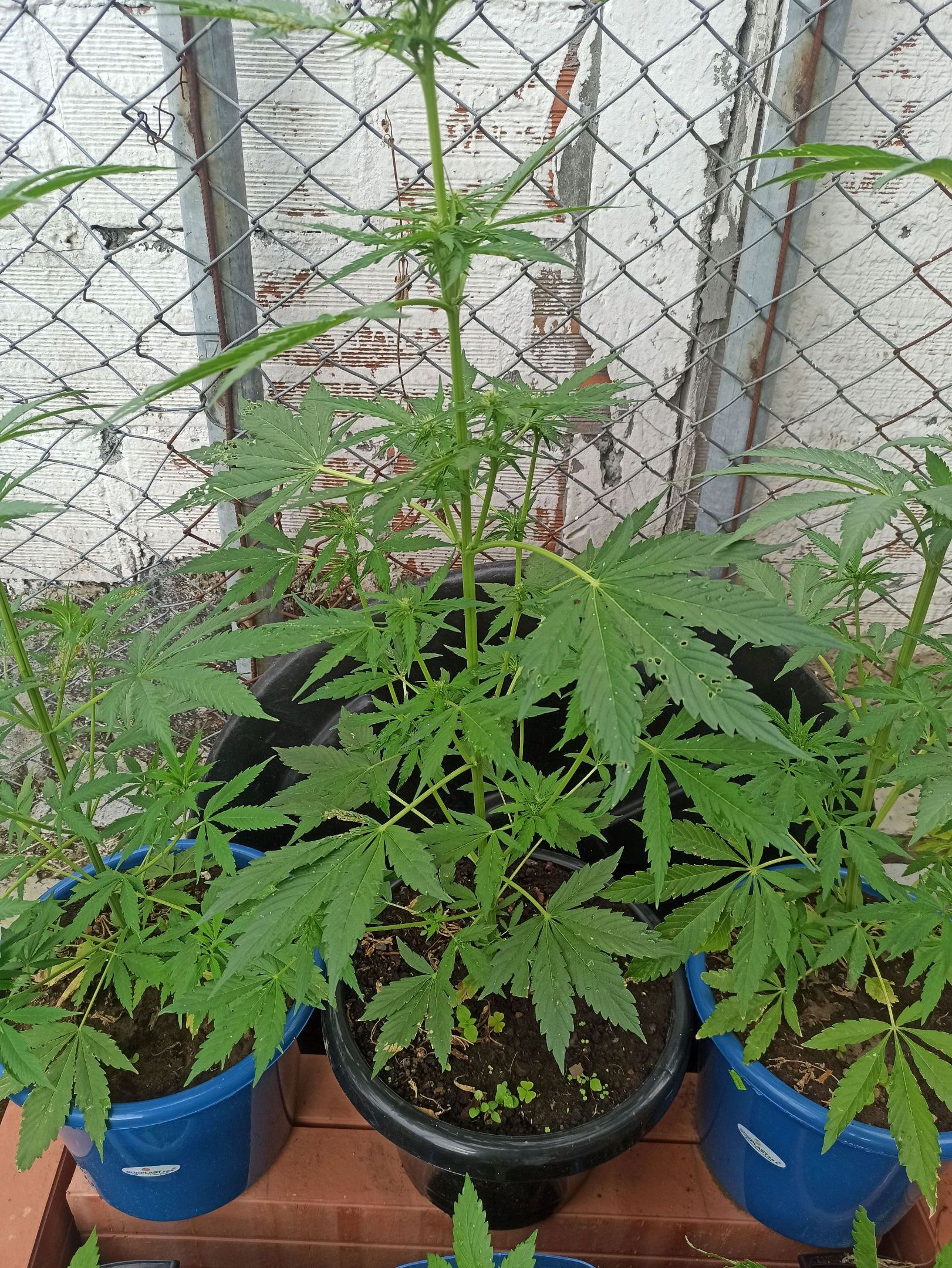 Gorilla Glue growlog photo 13