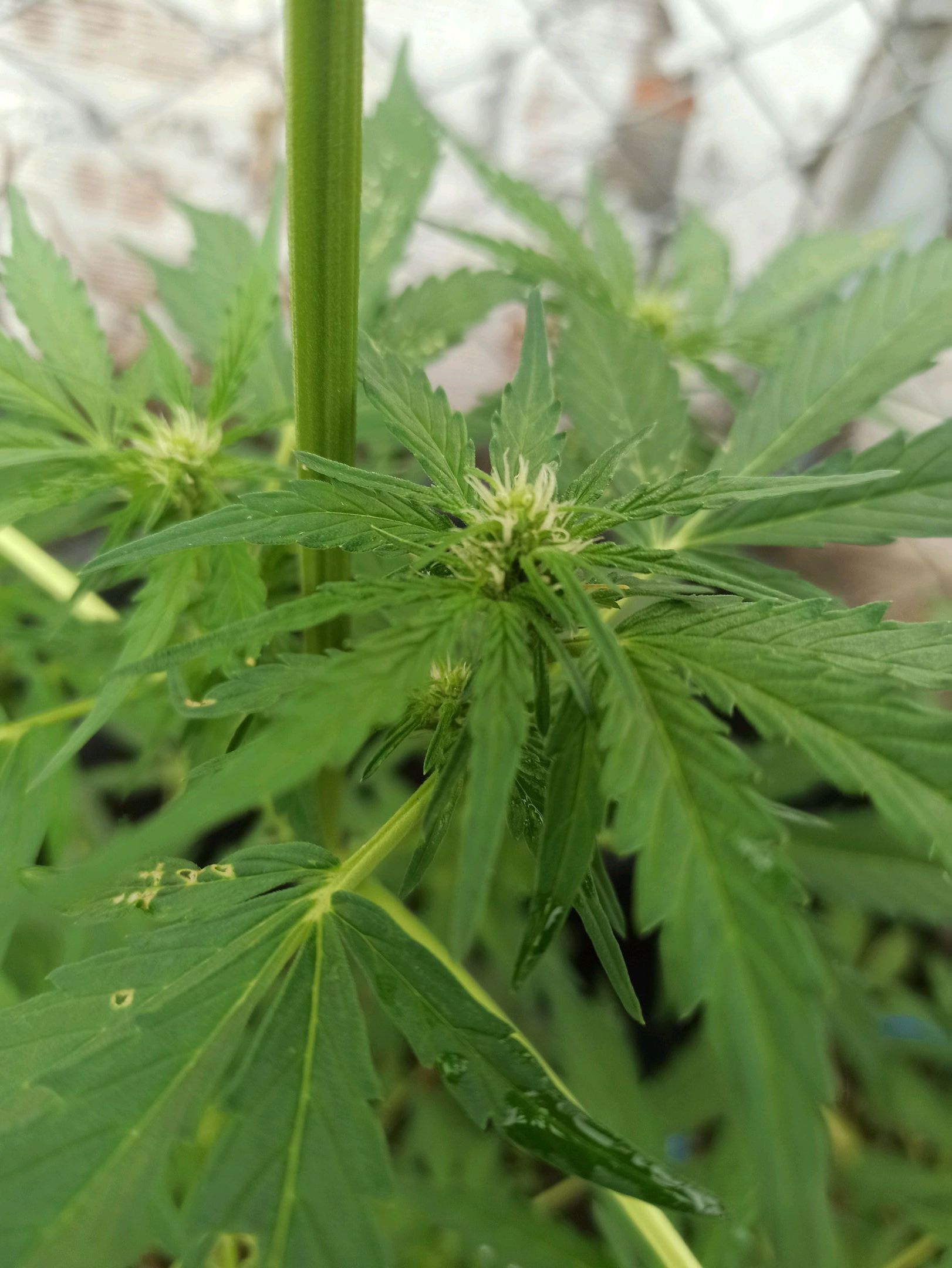 Gorilla Glue growlog photo 14