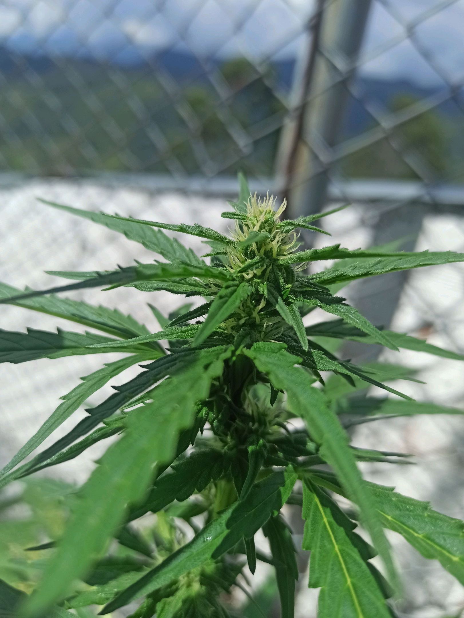 Gorilla Glue growlog photo 16