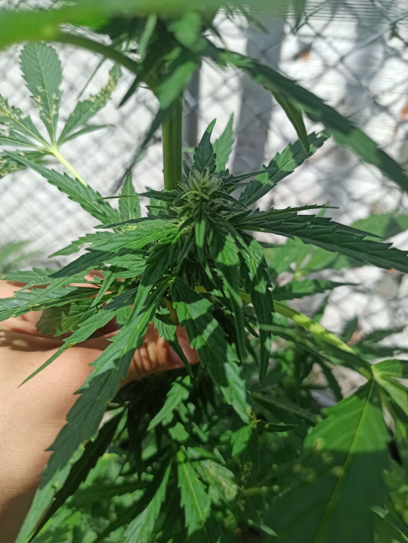 Gorilla Glue growlog photo 15