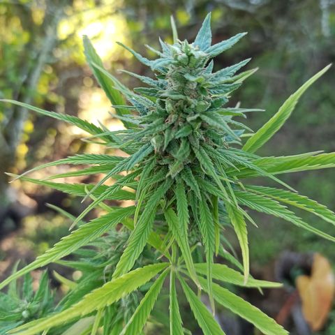 Mango Biche #2 growlog photo