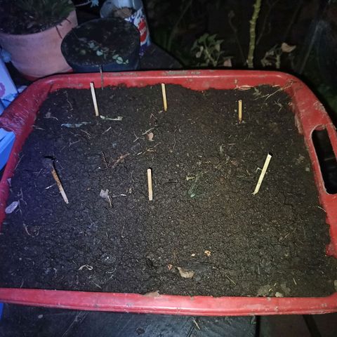 Mango Biche #2 growlog photo