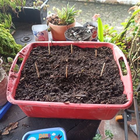 Mango Biche #2 growlog photo