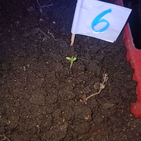 Mango Biche #6 growlog photo: Ya salió el primer brote 