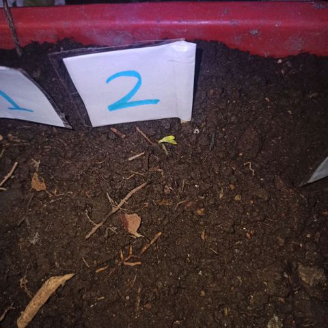 Mango Biche #2 growlog photo