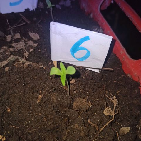 Mango Biche #6 growlog photo: Ya está creciendo 