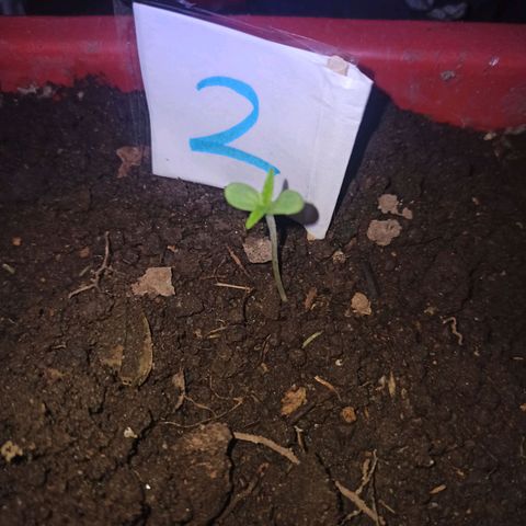 Mango Biche #2 growlog photo: Ya está creciendo 