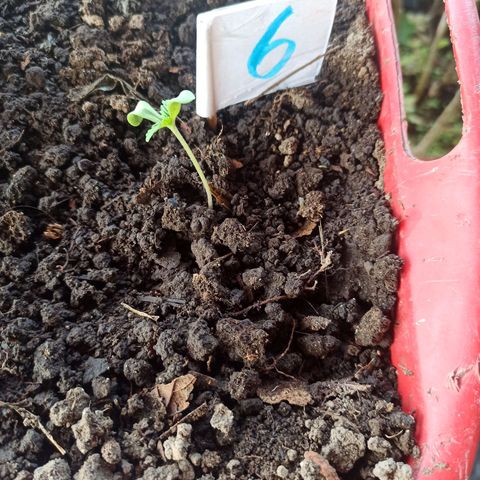 Mango Biche #6 growlog photo: Crecimiento 