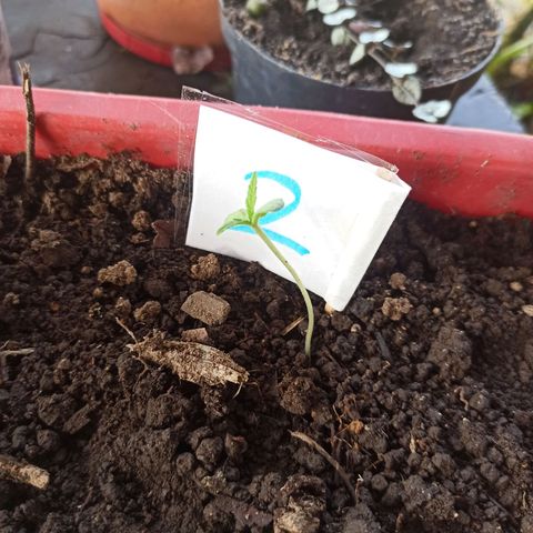 Mango Biche #2 growlog photo