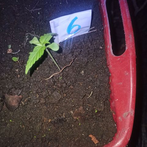 Mango Biche #6 growlog photo: Creseeee :v