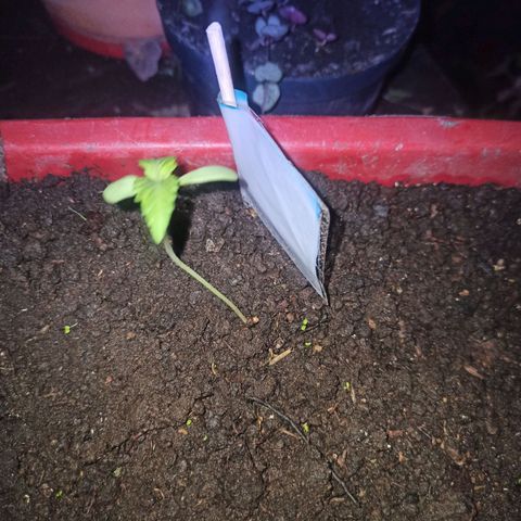 Mango Biche #2 growlog photo: Creseeeee :v 
