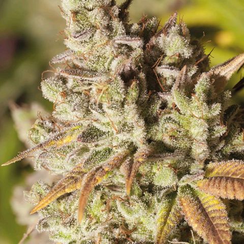 Gorilla Glue growlog in Exterior