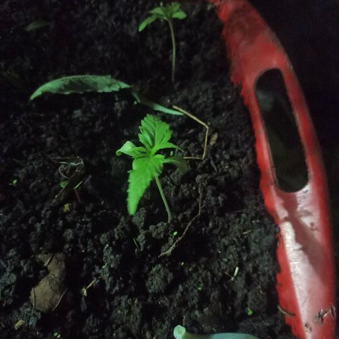 Mango Biche #6 growlog photo: Va bien 