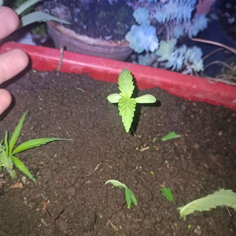 Mango Biche #2 growlog photo: Va grande 