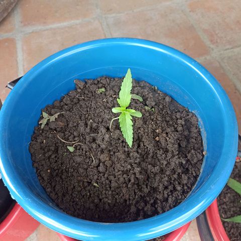 Mango Biche #6 growlog photo: La transplante a una maceta más grande 