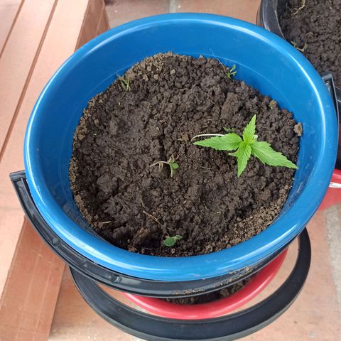 Mango Biche #2 growlog photo: La transplante a una maceta más grande