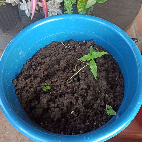 Mango Biche #2 growlog timeline photo