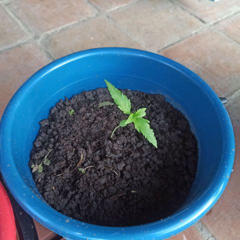 Mango Biche #6 growlog timeline photo