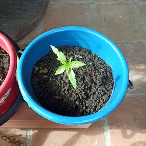 Mango Biche #6 growlog timeline photo
