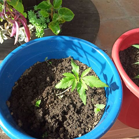 Mango Biche #2 growlog timeline photo